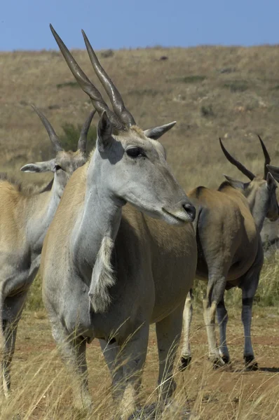 Przylądek eland — Zdjęcie stockowe