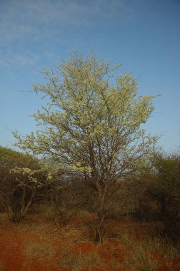 Worm-cure albizia (