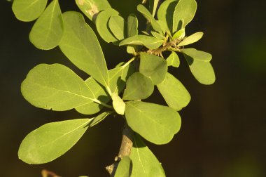 Mor-pod küme yapraklı