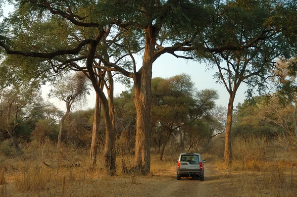 Ana and leadwood trees, Limpopo Valley — Stock Photo, Image