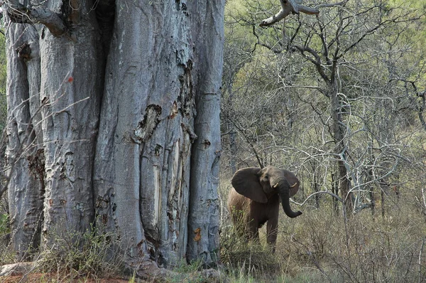 Baobab et éléphant irrité — Photo