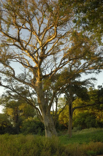 Сикомор Озил ("Ficus sycomorus") ") — стоковое фото