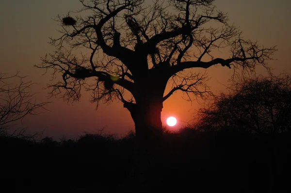 Baobab bij zonsondergang Rechtenvrije Stockafbeeldingen