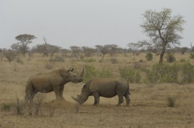 White rhinos clipart