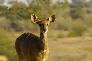 Limpopo Ceylanlar