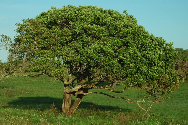 Water-berry tree — Stock Photo, Image