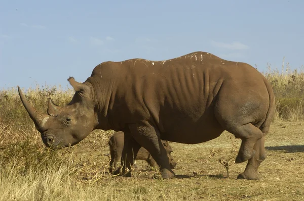 Vit noshörning — Stockfoto