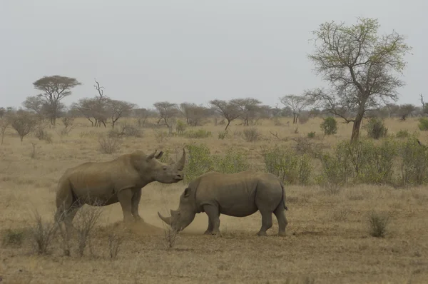 Белые носороги — стоковое фото