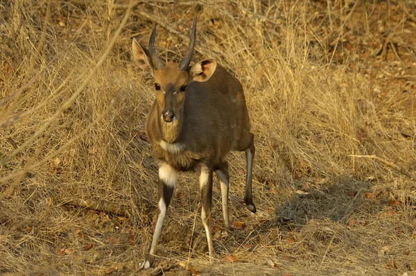 Limpopo bushbuck — Zdjęcie stockowe