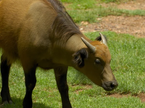Лесной буйвол — стоковое фото