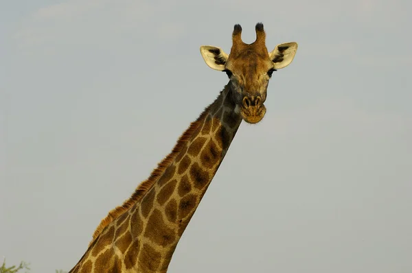 Південна жирафа — стокове фото