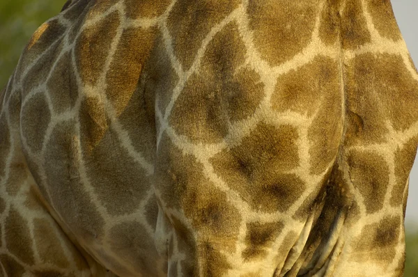 Girafa meridional — Fotografia de Stock