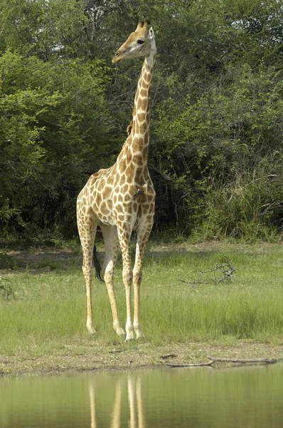 Southern giraffe — Stock Photo, Image