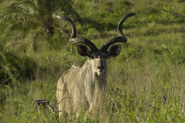 Kudu 불 — 스톡 사진