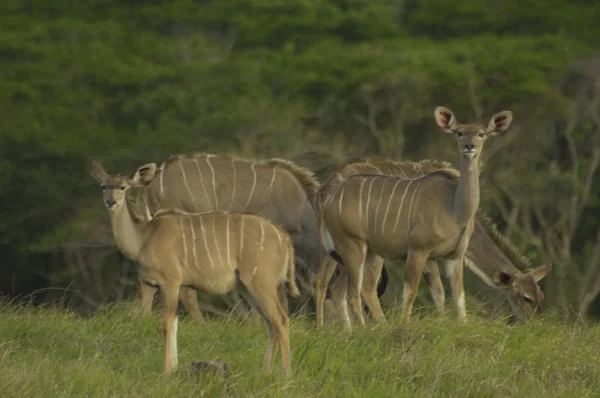 Kudu — Stock Photo, Image