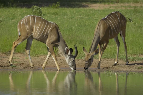 Kudu. — Foto de Stock