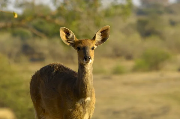 Limpopo bozóti antilop Stock Kép