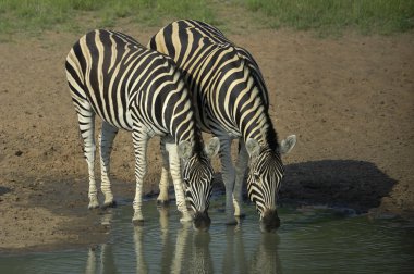 Chapman'ın zebra