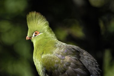 Knysna turaco