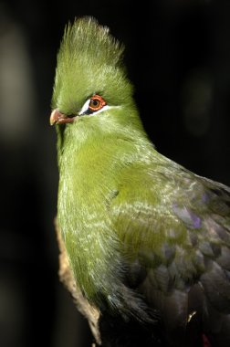 Knysna turaco