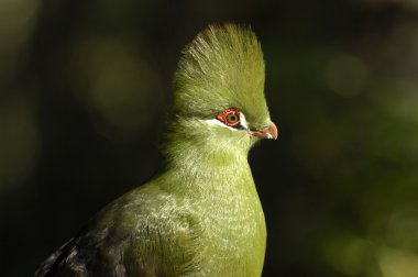 Knysna turaco