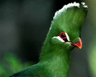 Knysna turaco clipart