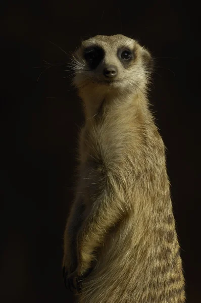 Meerkat — Φωτογραφία Αρχείου