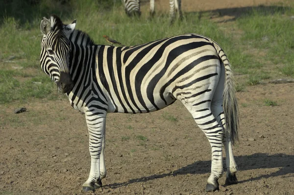 Chapman's zebra — Stock Photo, Image
