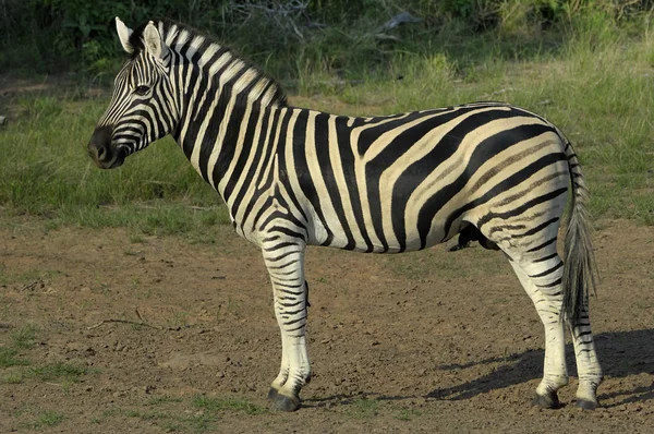 Chapman's zebra — Stockfoto