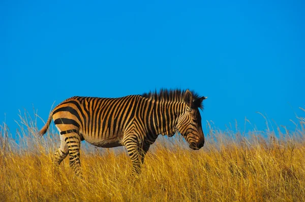 Zebra horském Hartmanova — Stock fotografie