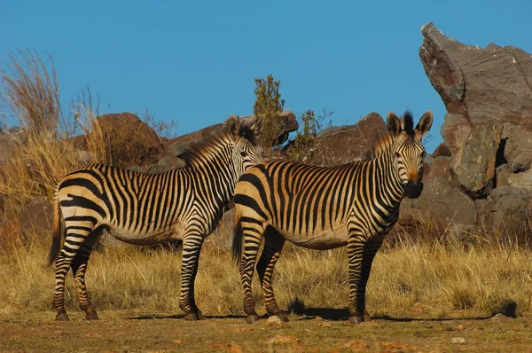 Zebra montesa de Hartmann — Fotografia de Stock