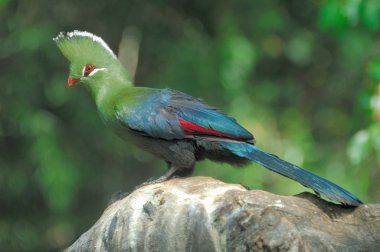 Knysna turaco