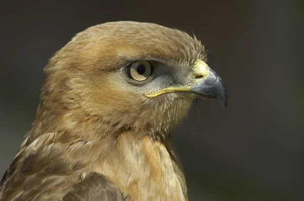 Jonge jakhals buzzard — Stockfoto