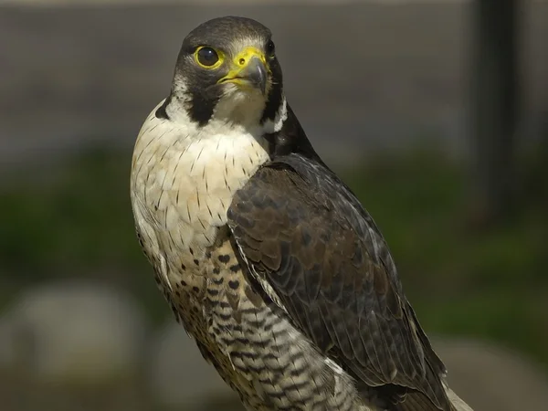Falco pellegrino Immagine Stock
