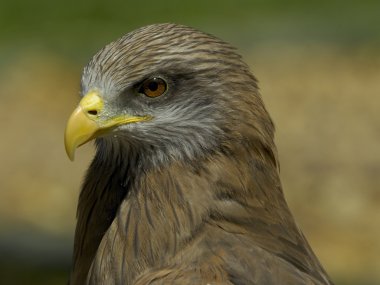 Yellow-billed kite clipart