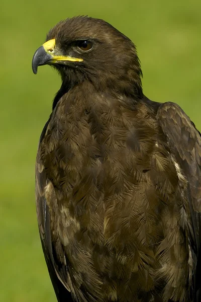 Wahlberg's eagle — Stockfoto