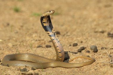 Mozambique spitting cobra
