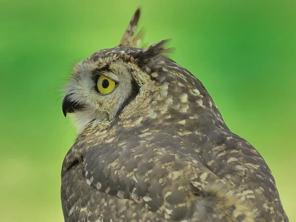 斑点的鹰猫头鹰 — 图库照片