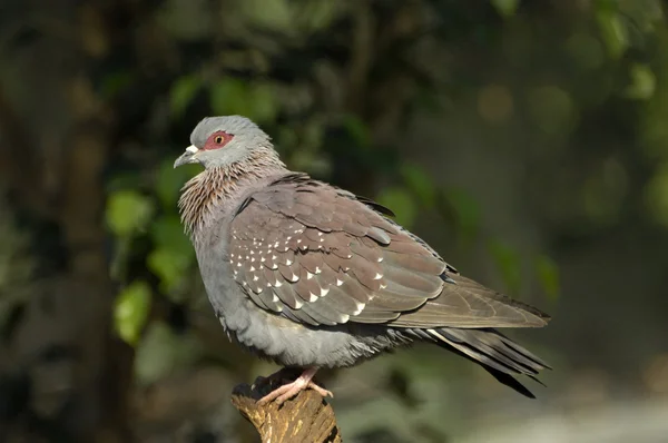 Speckled pigeon — Stock Photo, Image