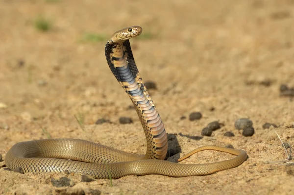 Moçambique cuspir cobra — Fotografia de Stock