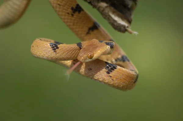일반적인 호랑이 뱀 — 스톡 사진