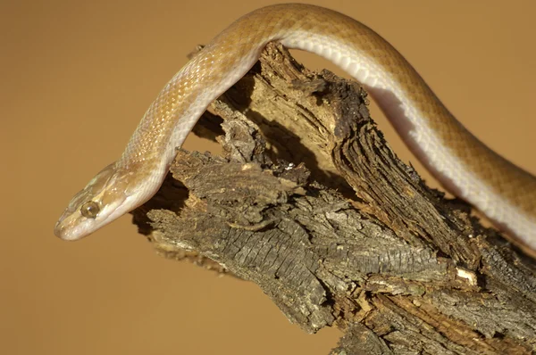 布朗家蛇 — 图库照片