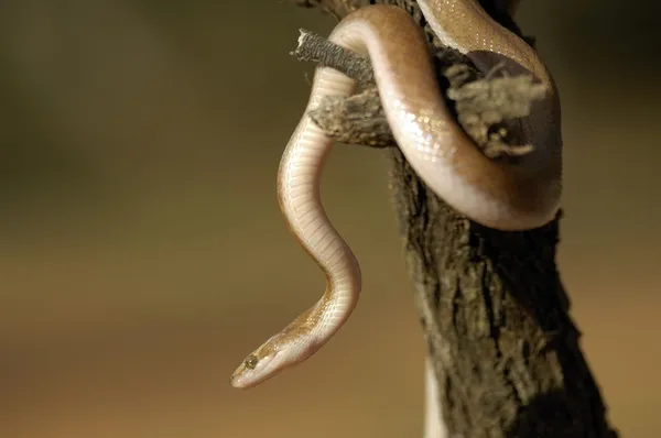 Kahverengi ev yılan — Stok fotoğraf