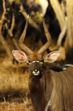 Nyala