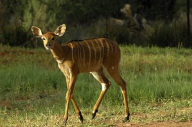 Nyala