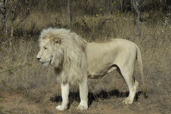 Λευκό λιοντάρι Royalty Free Εικόνες Αρχείου