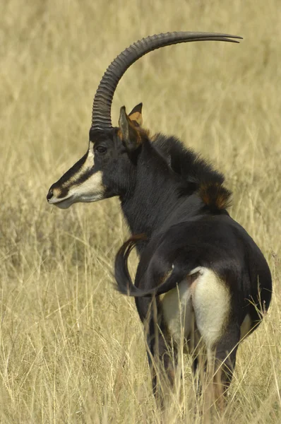 Antilopa Vraná — Stock fotografie