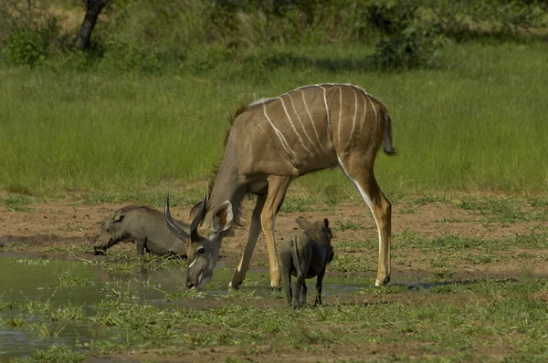 Jižní kudu velký — Stock fotografie