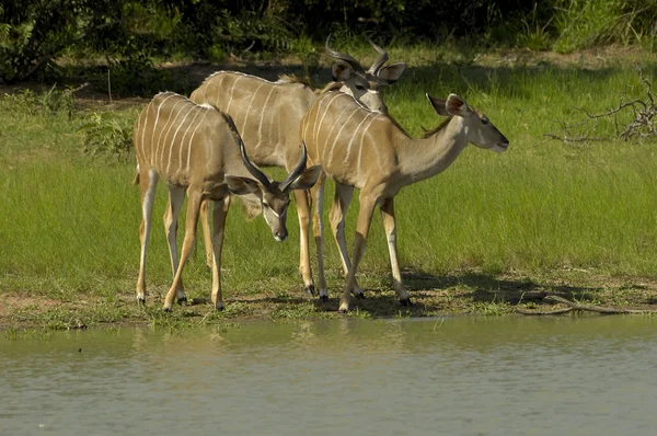 Grande Kudu meridionale — Foto Stock