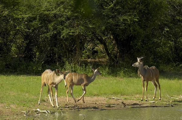 Grande Kudu meridionale — Foto Stock